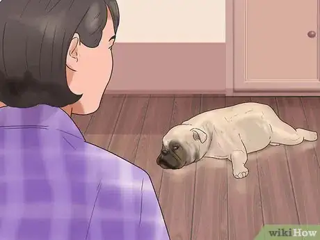 Image intitulée Help a Dog Who Has Canine Epilepsy Step 9