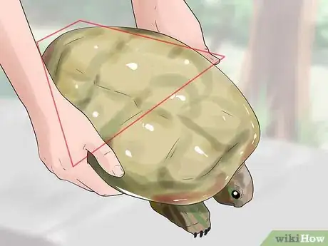 Image intitulée Pet a Turtle Step 11