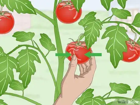 Image intitulée Pick Tomatoes Step 4