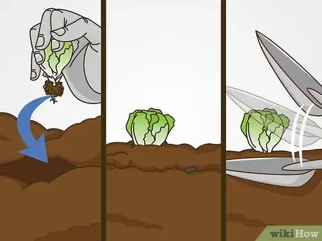 Image intitulée Grow Iceberg Lettuce Step 12