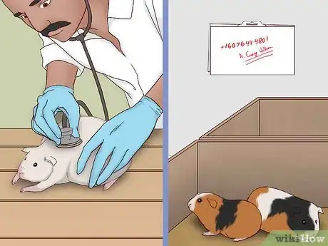 Image intitulée Care for a Pregnant Guinea Pig Step 23