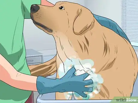 Image intitulée Bathe a Pregnant Dog Step 8