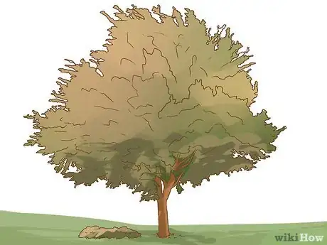 Image intitulée Identify an Elm Tree Step 8