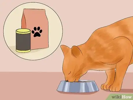 Image intitulée Make Your Cat's Fur Soft and Shiny Step 16