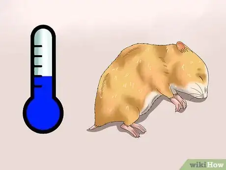 Image intitulée Cure Your Not Moving Hamster Step 7