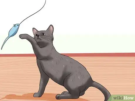 Image intitulée Know if a Cat Is Stressed Step 11