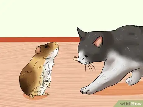 Image intitulée Keep Guinea Pigs when You Have Cats Step 11