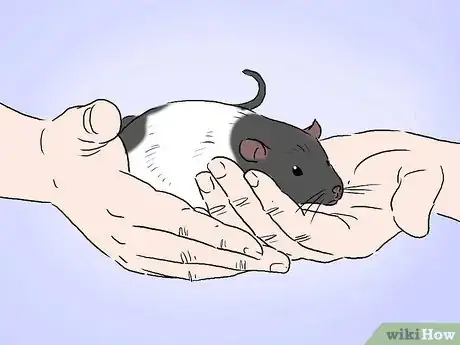 Image intitulée Tame a Rat Step 1