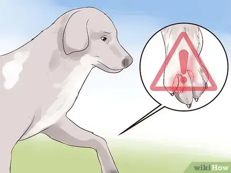 Image intitulée Check a Dog for Ringworm Step 5