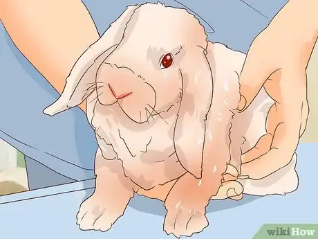 Image intitulée Deal with a Sick Rabbit Step 13