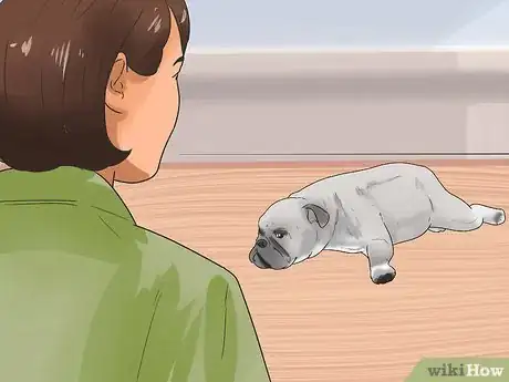 Image intitulée Tell if Your Dog Has Parvo Step 3