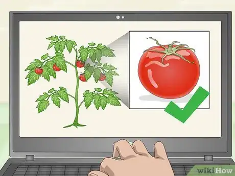 Image intitulée Pick Tomatoes Step 1