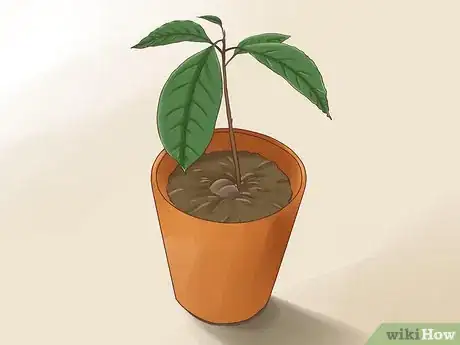 Image intitulée Grow Avocados Step 9