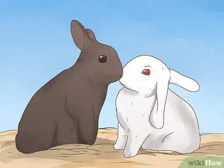 Image intitulée Care for Mini Lop Rabbits Step 13