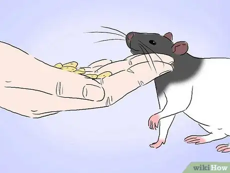 Image intitulée Tame a Rat Step 5