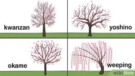 Image intitulée Grow a Cherry Blossom Tree Step 1