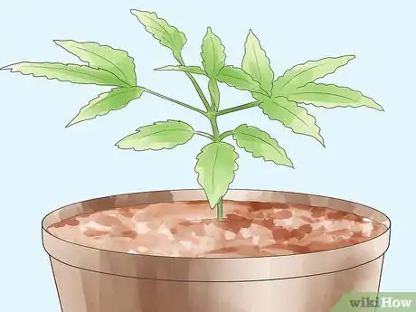 Image intitulée Grow Marijuana Hydroponically Step 12