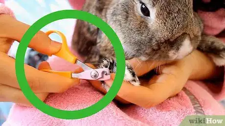Image intitulée Cut a Rabbit's Claws Step 2