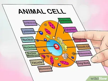 Image intitulée Make an Animal Cell for a Science Project Step 1