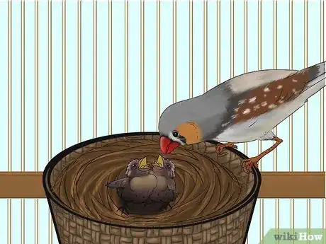 Image intitulée Breed Zebra Finches Step 12