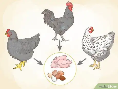 Image intitulée Start a Chicken Farm Step 15