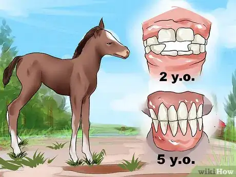 Image intitulée Tell a Horse's Age by Its Teeth Step 16