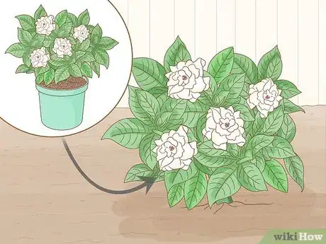 Image intitulée Grow Gardenia from Cuttings Step 16