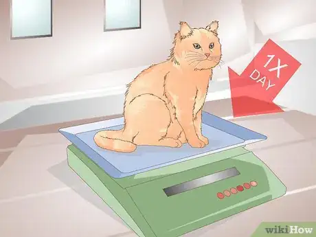 Image intitulée Help Your Cat Lose Weight Step 12