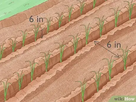 Image intitulée Grow Leeks Step 4