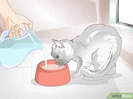 Image intitulée Tell if Your Cat Is Constipated Step 8