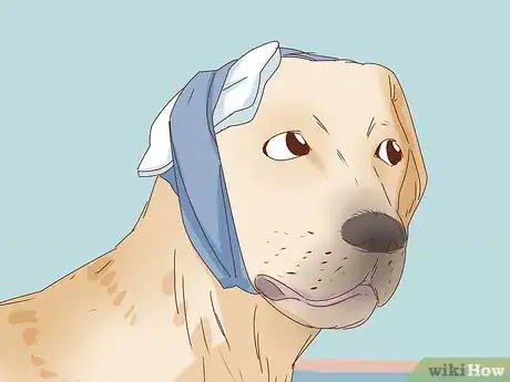 Image intitulée Care for a Dog's Torn Ear Step 9