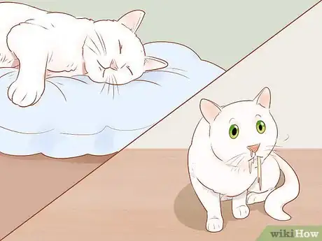 Image intitulée Know if Your Cat Is Sick Step 1