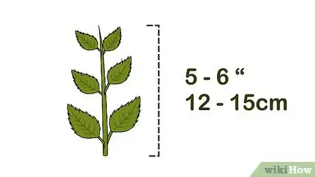 Image intitulée Grow Hydrangea from Cuttings Step 3