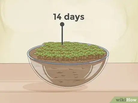 Image intitulée Grow Plants Faster Step 9