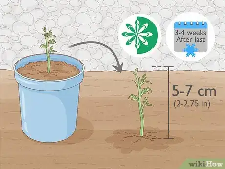 Image intitulée Grow a Choko Vine Step 4