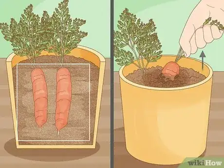 Image intitulée Grow Carrots in Pots Step 16