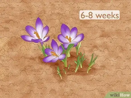 Image intitulée Grow Saffron Step 10