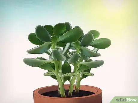 Image intitulée Grow a Jade Plant Step 8