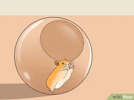 Image intitulée Find a Lost Hamster Step 15
