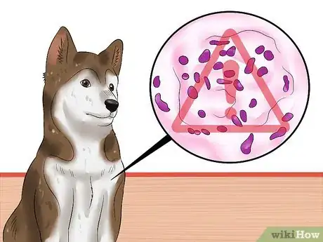Image intitulée Diagnose Parvovirus in Dogs Step 13