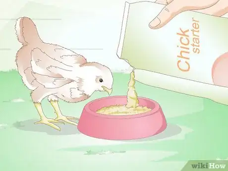 Image intitulée Care for a Chick Step 15