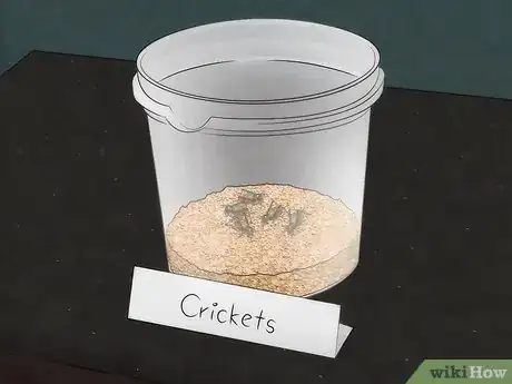 Image intitulée Care for Live Crickets for Reptiles Step 10
