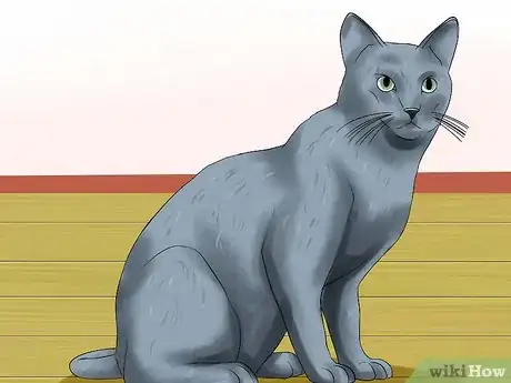 Image intitulée Identify a Russian Blue Step 3