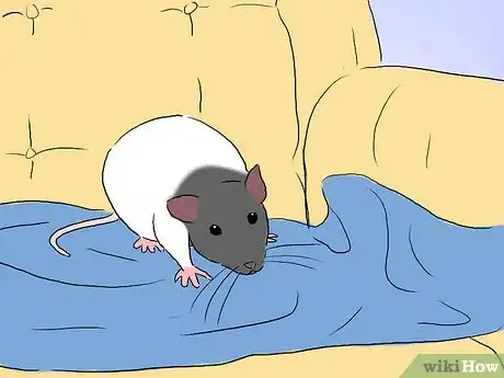 Image intitulée Tame a Rat Step 7