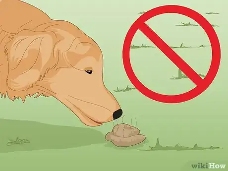 Image intitulée Prevent Worms in Dogs Step 3