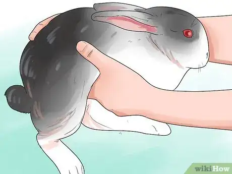 Image intitulée Breed Rabbits Step 9