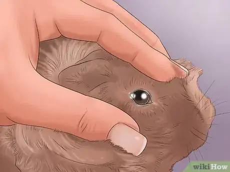 Image intitulée Care for Guinea Pigs Step 16