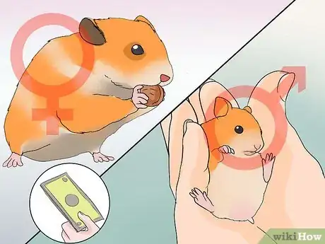 Image intitulée Breed Syrian Hamsters Step 4