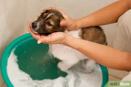 Image intitulée Bathe a Puppy for the First Time Intro