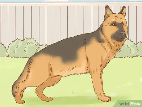 Image intitulée Identify a German Shepherd Step 4
